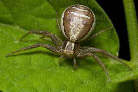 Attēlu rezultāti vaicājumam “Xysticus ulmi”