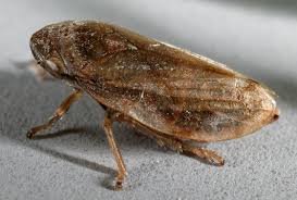 Attēlu rezultāti vaicājumam “Philaenus spumarius”