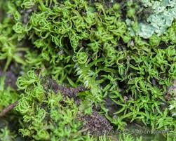 Attēlu rezultāti vaicājumam “Oxystegus tenuirostris”