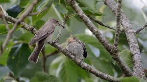 Attēlu rezultāti vaicājumam “Muscicapa striata juvenile”