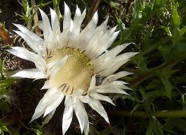 Image result for Silberdistel