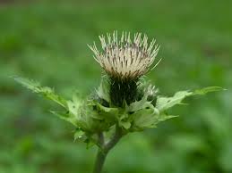 Attēlu rezultāti vaicājumam “Cirsium oleraceum”