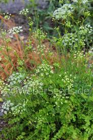 Image result for Pimpinella saxifraga