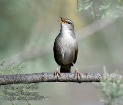 Image result for Cettia cetti