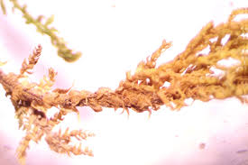 Attēlu rezultāti vaicājumam “Thuidium assimile”