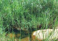 Attēlu rezultāti vaicājumam “Haloragaceae”