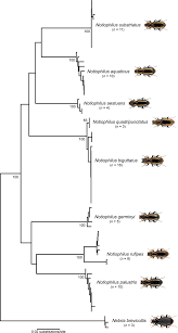 Attēlu rezultāti vaicājumam “Notiophilus germinyi”