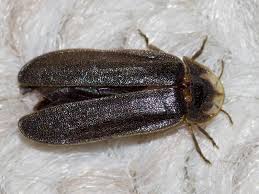 Attēlu rezultāti vaicājumam “Phosphaenus hemipterus male”