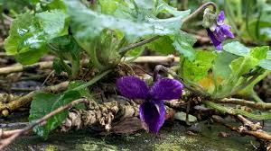 Attēlu rezultāti vaicājumam “Viola odorata”