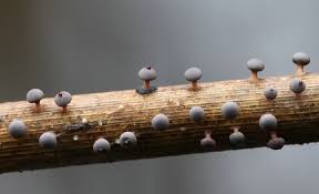 Attēlu rezultāti vaicājumam “Diderma ochraceum”