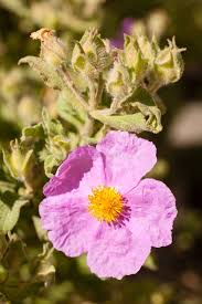 Attēlu rezultāti vaicājumam “Cistaceae”