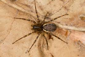 Attēlu rezultāti vaicājumam “Neriene montana”