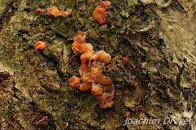 Attēlu rezultāti vaicājumam “Craterocolla cerasi”