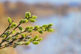 Attēlu rezultāti vaicājumam “Salix aurita bud”