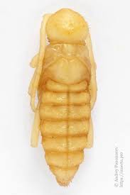 Attēlu rezultāti vaicājumam “Plagionotus detritus imago”