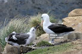 Image result for Thalassarche melanophris