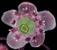 Attēlu rezultāti vaicājumam “Chimaphila umbellata bud”