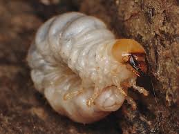 Attēlu rezultāti vaicājumam “Ceruchus chrysomelinus larva”