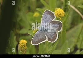 Attēlu rezultāti vaicājumam “Plebejus argus female”