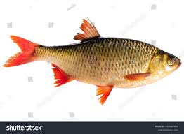 Image result for Rutilus heckelii