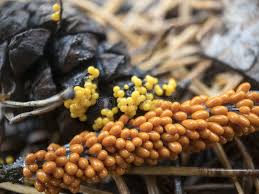 Attēlu rezultāti vaicājumam “Leocarpus fragilis macro”