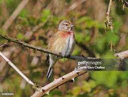 Attēlu rezultāti vaicājumam “Carduelis cannabina adult”