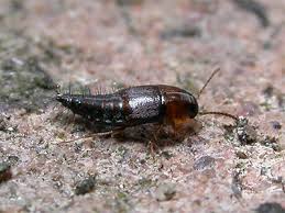 Attēlu rezultāti vaicājumam “Tachyporus sp.”