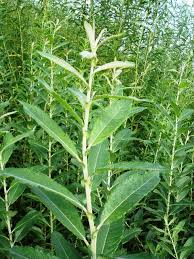 Attēlu rezultāti vaicājumam “Salix cinerea leaf”
