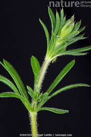 Attēlu rezultāti vaicājumam “Galium aparine leaf”