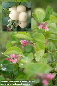 Attēlu rezultāti vaicājumam “Symphoricarpos albus flower”