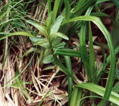 Attēlu rezultāti vaicājumam “Lythrum salicaria fruit”