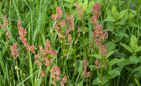 Image result for Sauerampfer