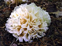 Attēlu rezultāti vaicājumam “Sparassis crispa”