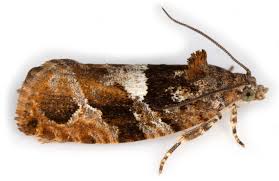 Attēlu rezultāti vaicājumam “Eudemis porphyrana”