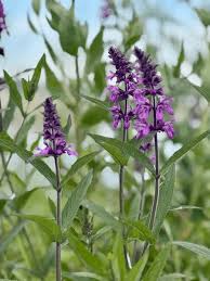 Attēlu rezultāti vaicājumam “Stachys officinalis leaf”