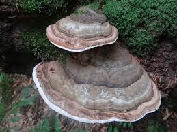 Attēlu rezultāti vaicājumam “Ganoderma applanatum”
