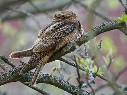 Attēlu rezultāti vaicājumam “Comatricha alta stalked”