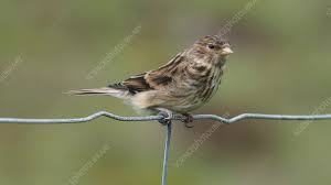 Image result for twite photo