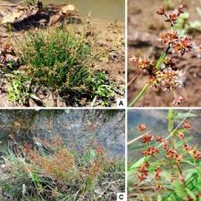 Attēlu rezultāti vaicājumam “Juncus nastanthus”