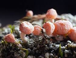 Attēlu rezultāti vaicājumam “Dibaeis baeomyces”