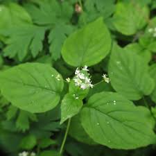 Attēlu rezultāti vaicājumam “Circaea alpina leaf”