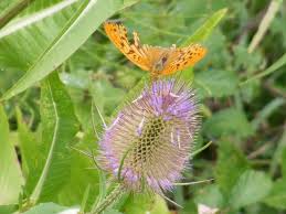 Attēlu rezultāti vaicājumam “Argynnis paphia underside”