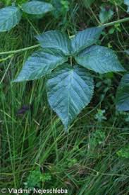 Attēlu rezultāti vaicājumam “Rubus nessensis”