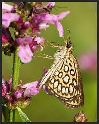 Attēlu rezultāti vaicājumam “Heteropterus morpheus underside”