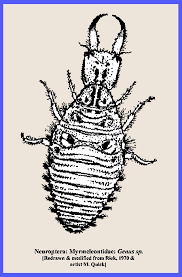 Attēlu rezultāti vaicājumam “Myrmeleontidae”