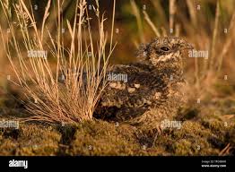 Attēlu rezultāti vaicājumam “Caprimulgus europaeus juvenile”