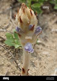 Attēlu rezultāti vaicājumam “Orobanche coerulescens bud”