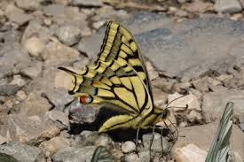 Attēlu rezultāti vaicājumam “Papilio machaon upperside”