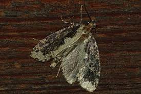 Attēlu rezultāti vaicājumam “Scardia boletella”