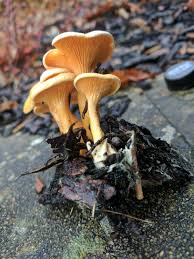 Attēlu rezultāti vaicājumam “Hygrophoropsis aurantiaca”
